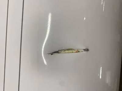 Уцененный электрический накопительный водонагреватель Ballu BWH/S 50 Rodon SP уцененный фото #2